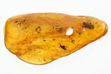 Two Fossil Beetles (Ptinidae & Pselaphinae) in Baltic Amber #278903-1